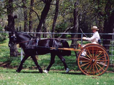 Sydenham Nocturne under harness